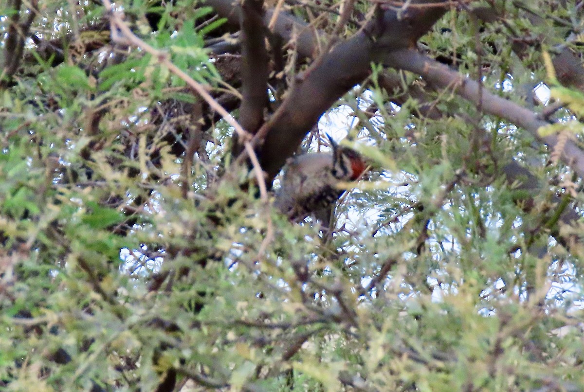 Ladder-backed Woodpecker - Babs Buck