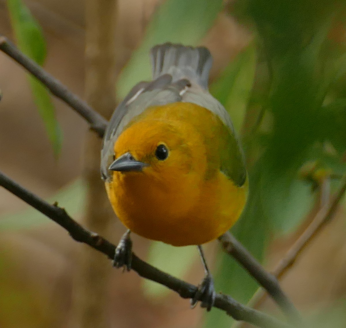Prothonotary Warbler - ML323233571