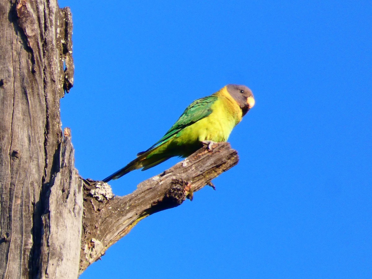 Plum-headed Parakeet - ML323235131