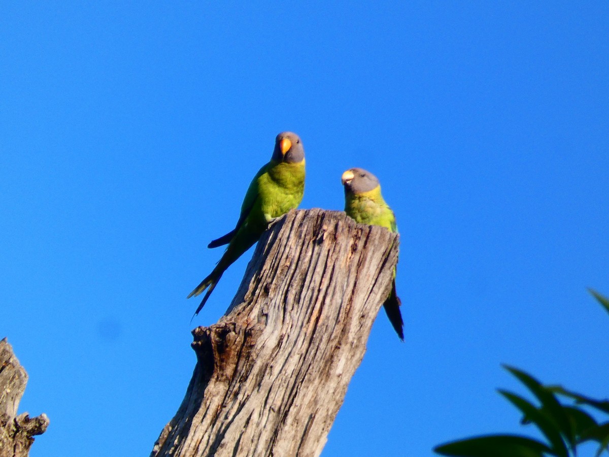 Plum-headed Parakeet - ML323235141