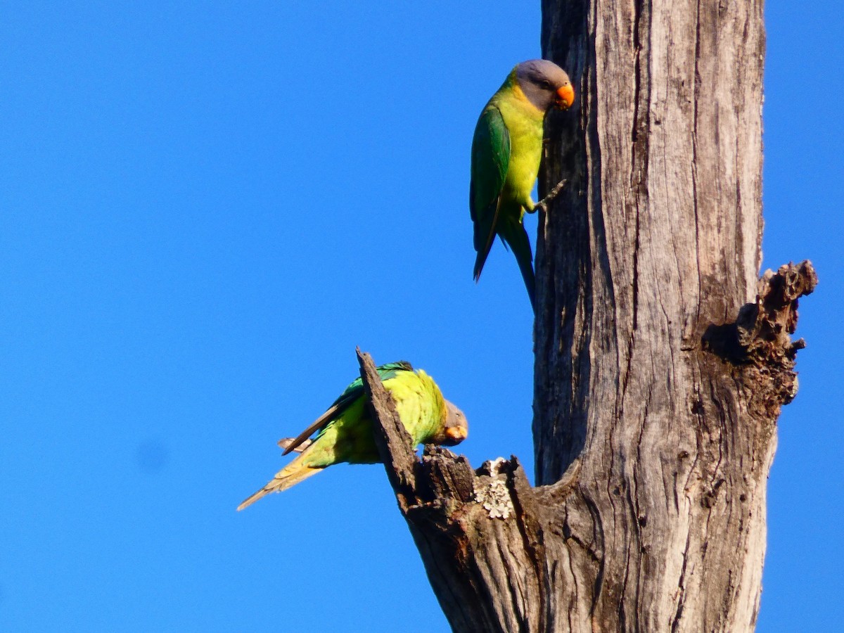 Plum-headed Parakeet - ML323235171
