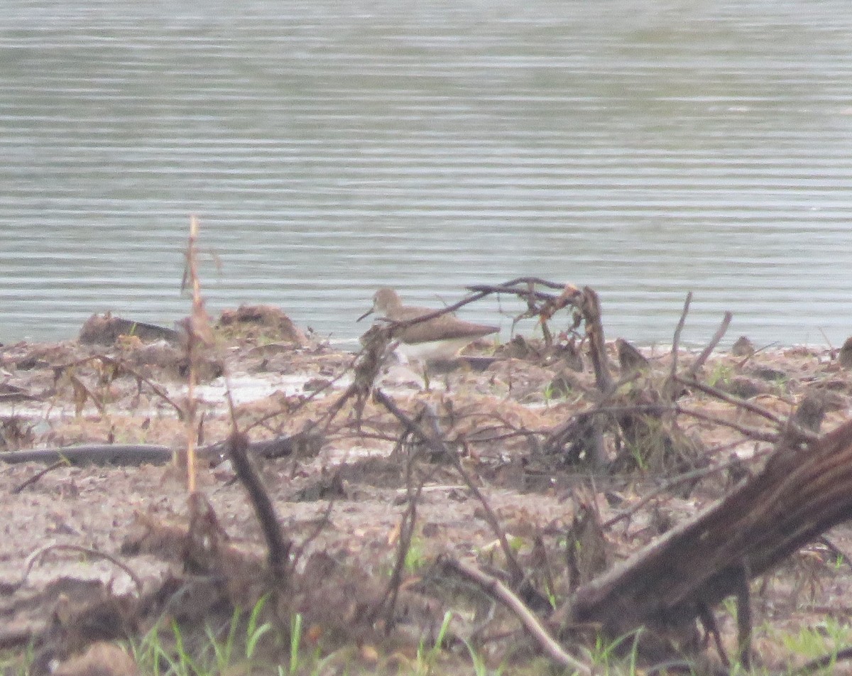 Solitary Sandpiper - ML32323701