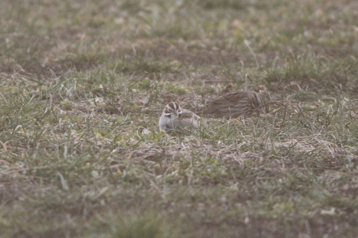 Lark Sparrow - ML323238311