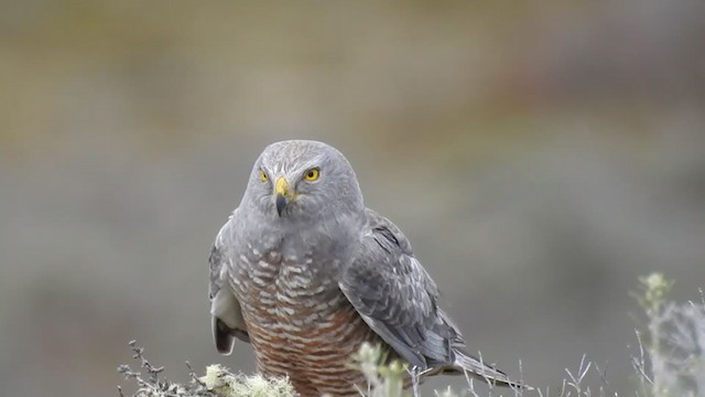 Cinereous Harrier - ML323238941