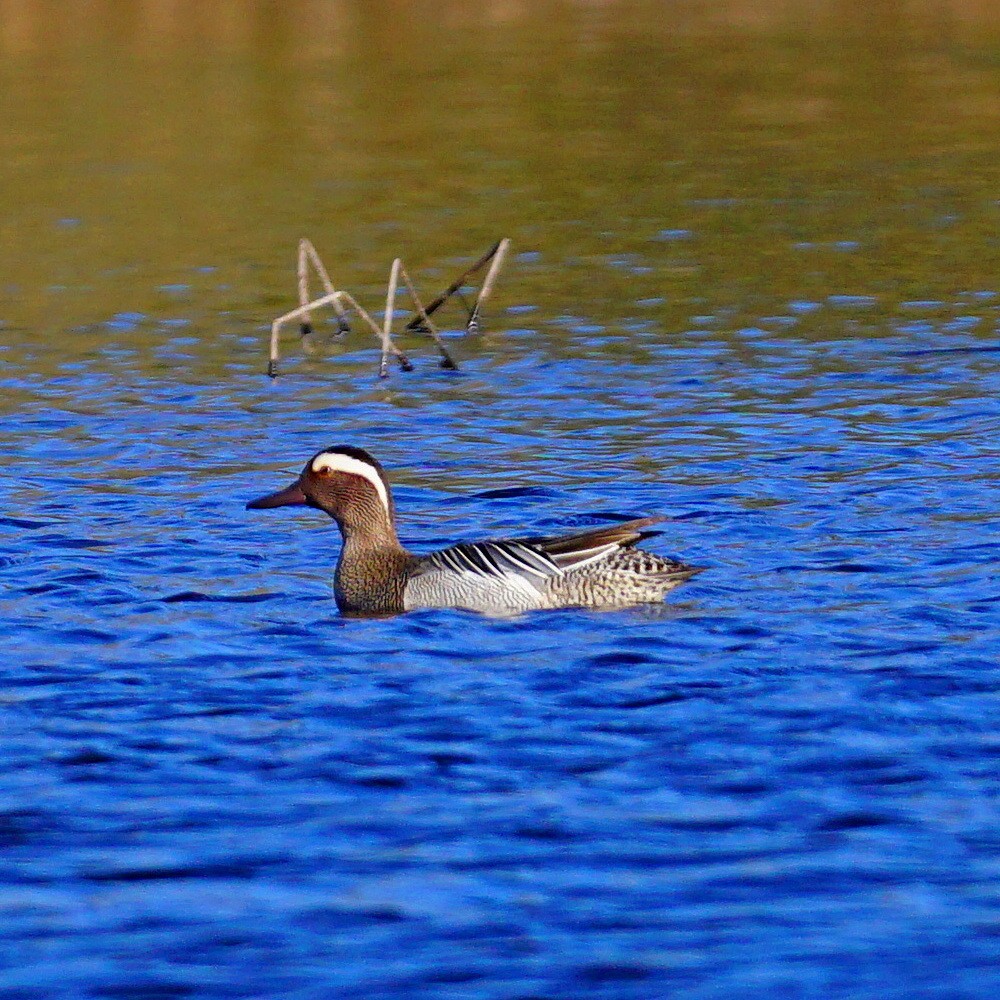 Garganey - jose emilio lafuente muñoz