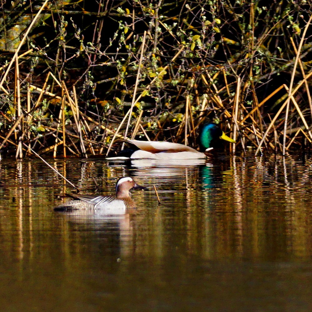 Garganey - ML323239321