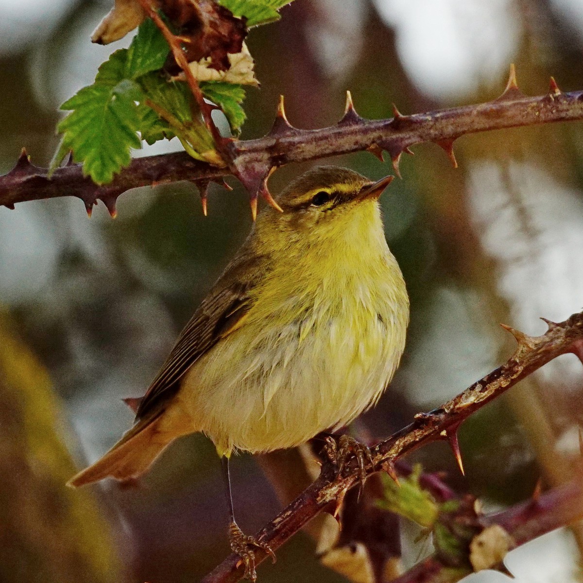 Common Chiffchaff - jose emilio lafuente muñoz