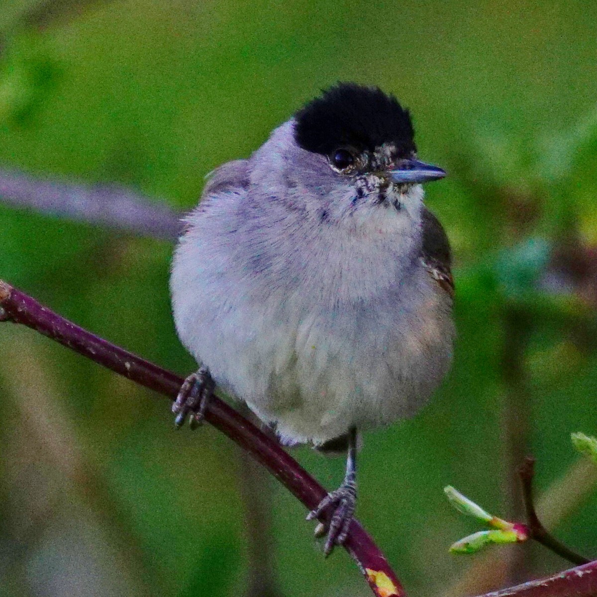 Eurasian Blackcap - ML323240791