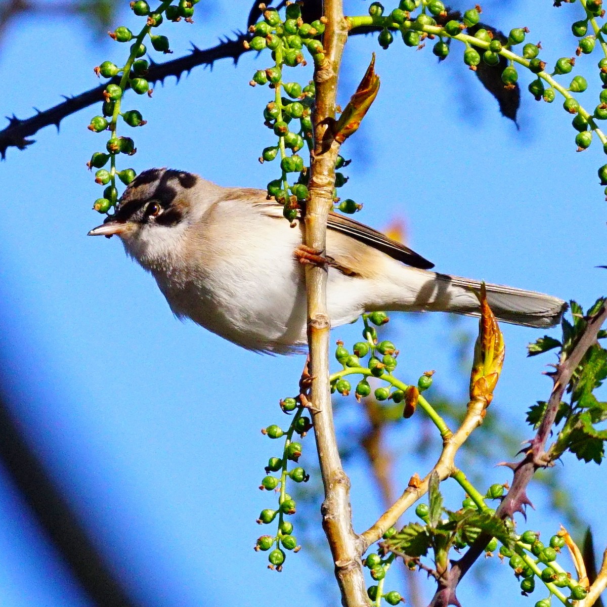 Eurasian Blackcap - ML323240811