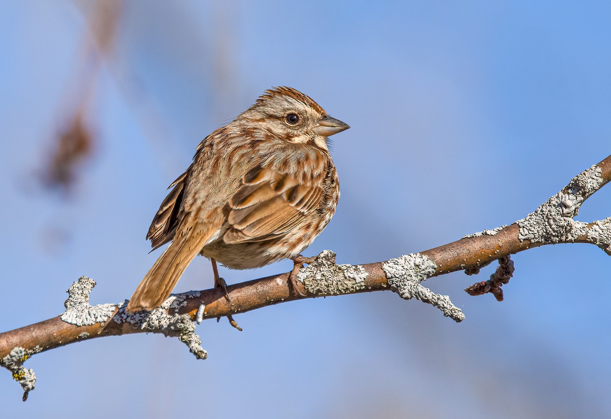 Song Sparrow - ML323241641