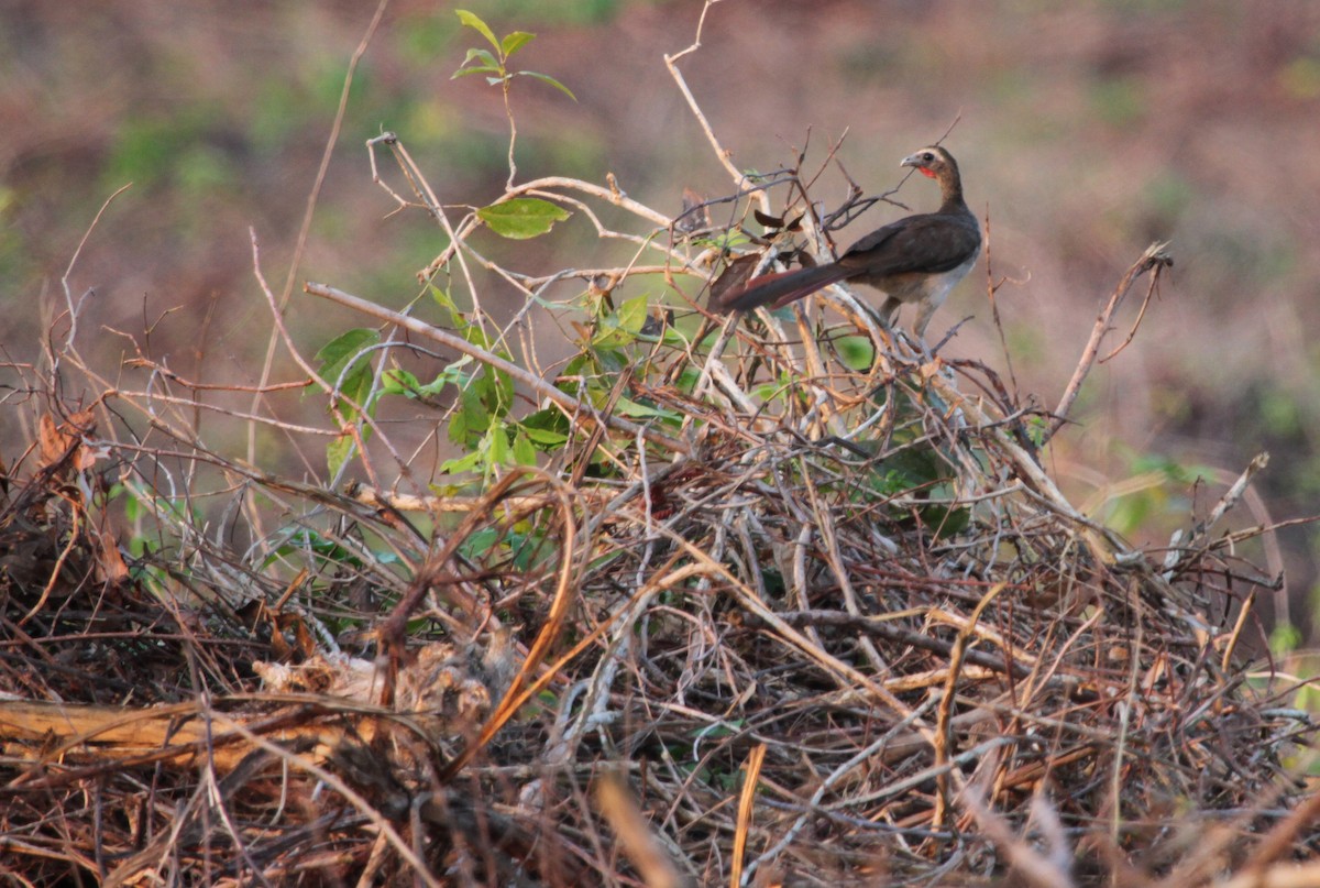 Buff-browed Chachalaca - ML323242371