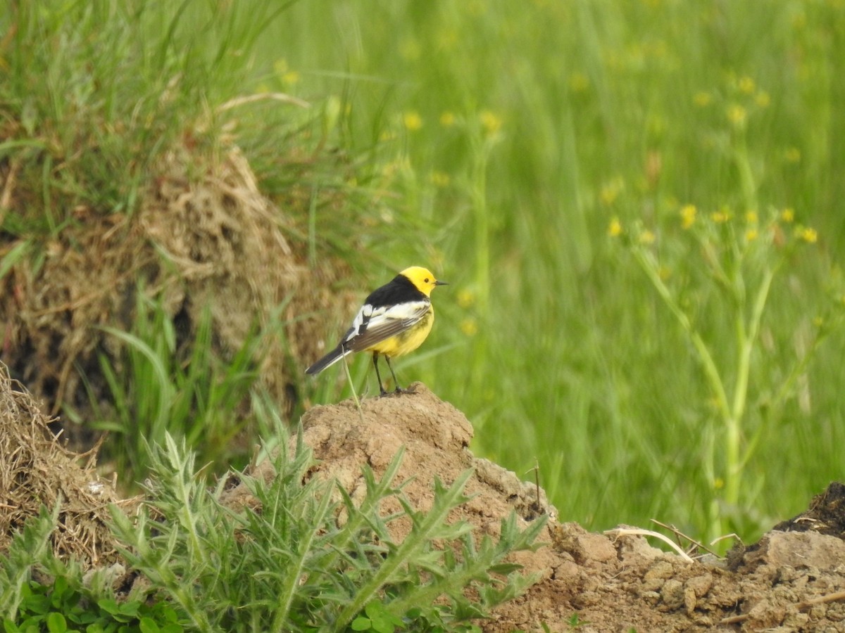 Citrine Wagtail - Mohd Feroz