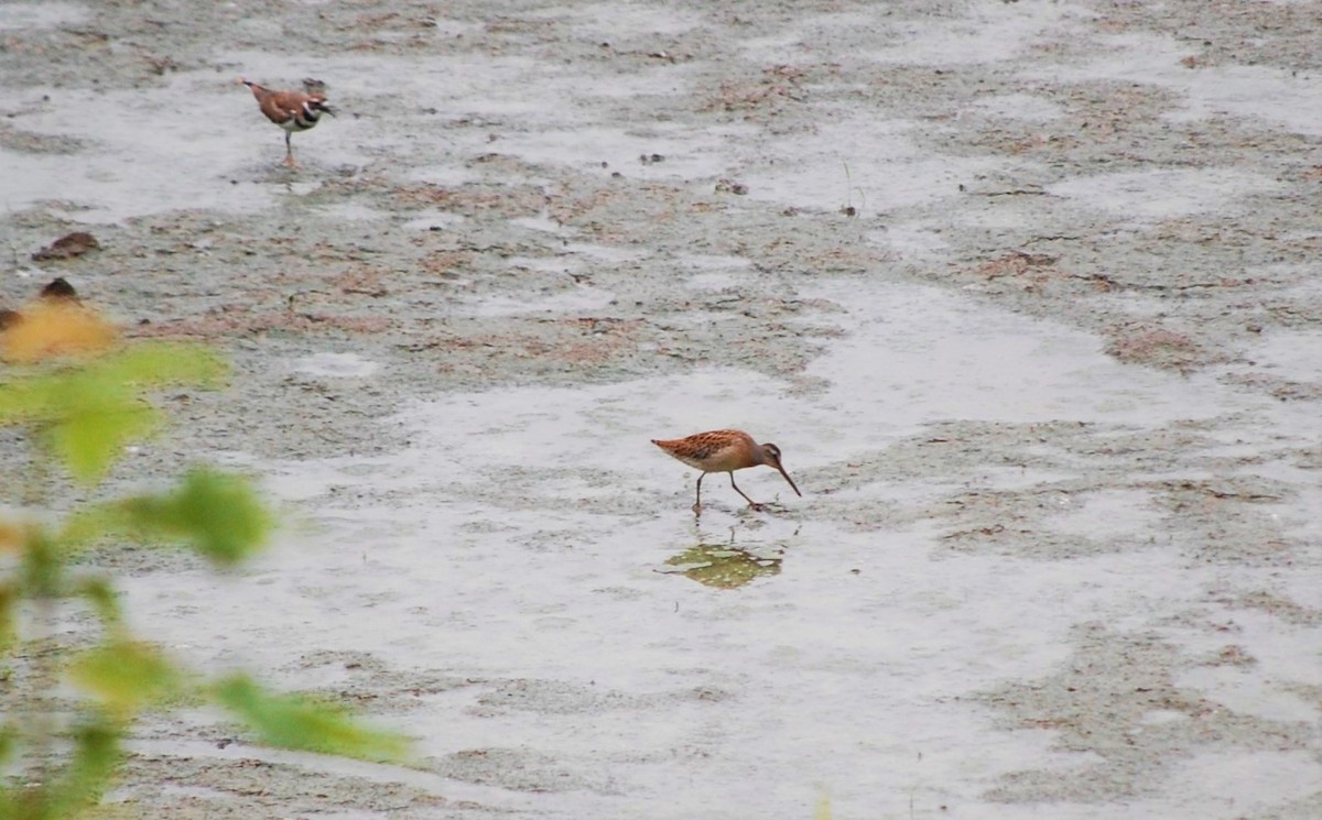 Short-billed Dowitcher - ML32324321