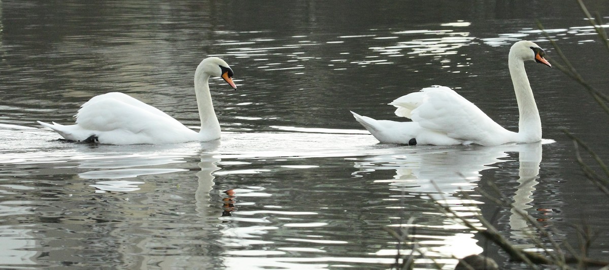 Mute Swan - gord smith