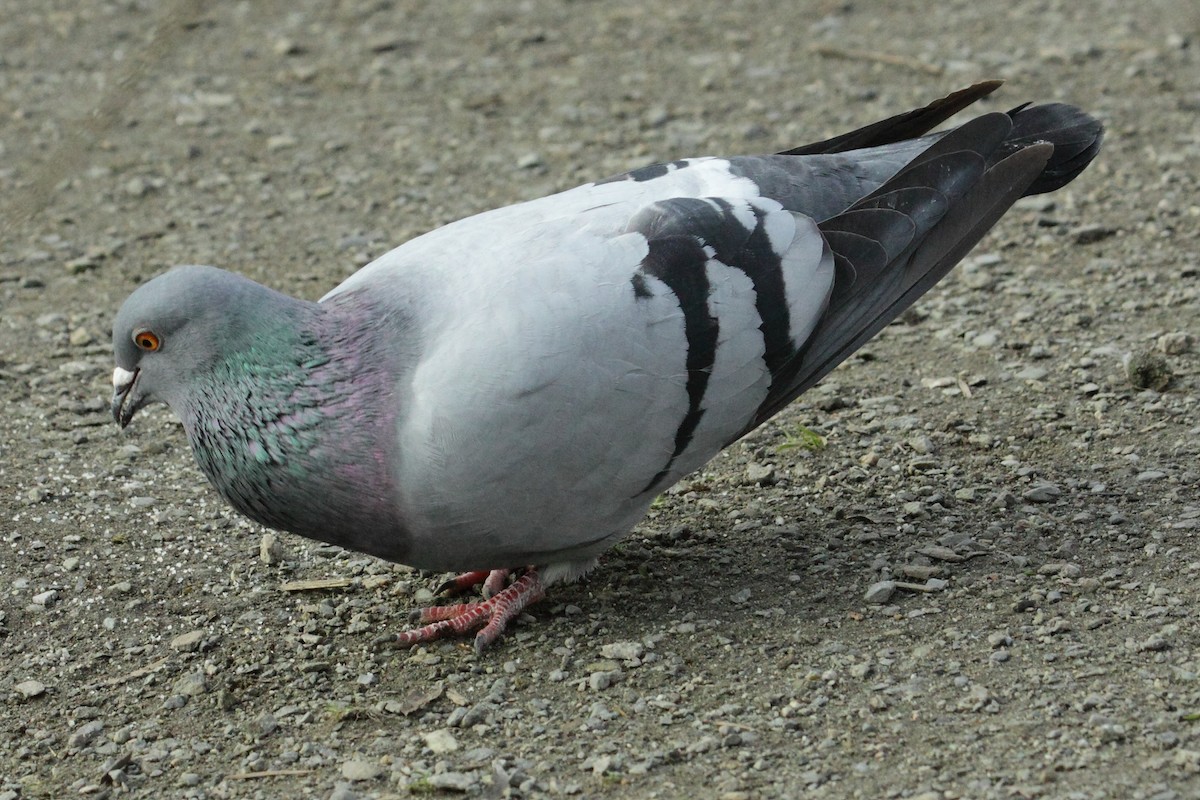Rock Pigeon (Feral Pigeon) - ML323246021