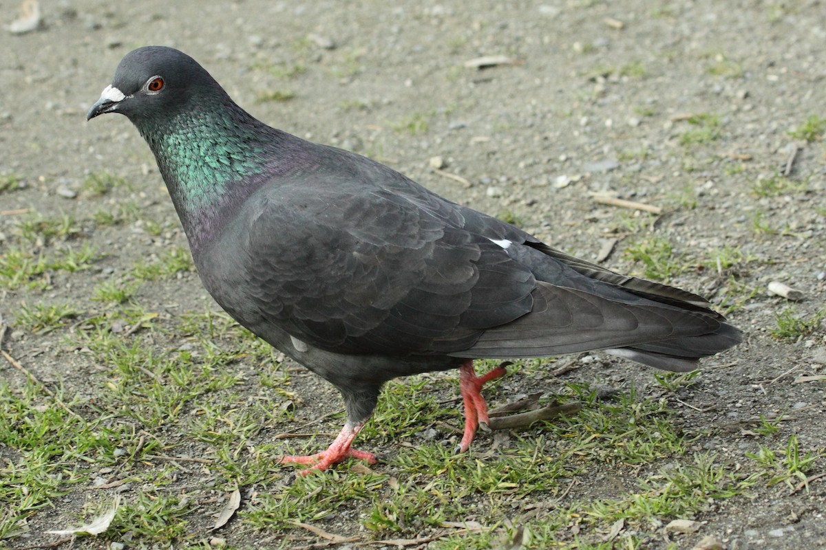 Rock Pigeon (Feral Pigeon) - ML323246031