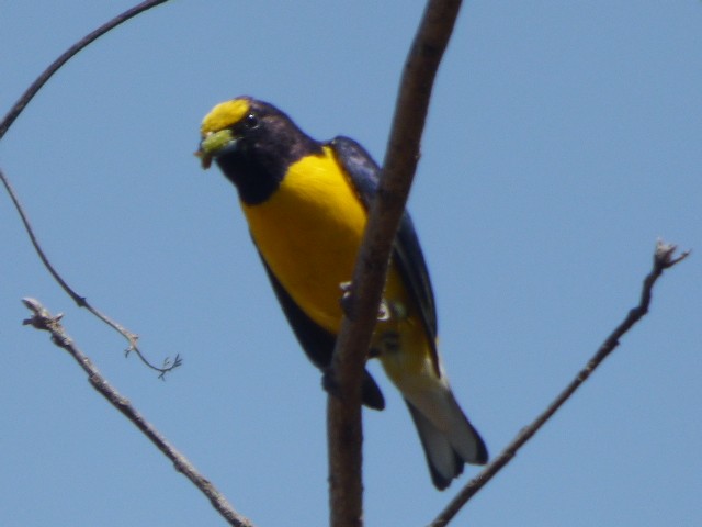 West Mexican Euphonia - ML323246201