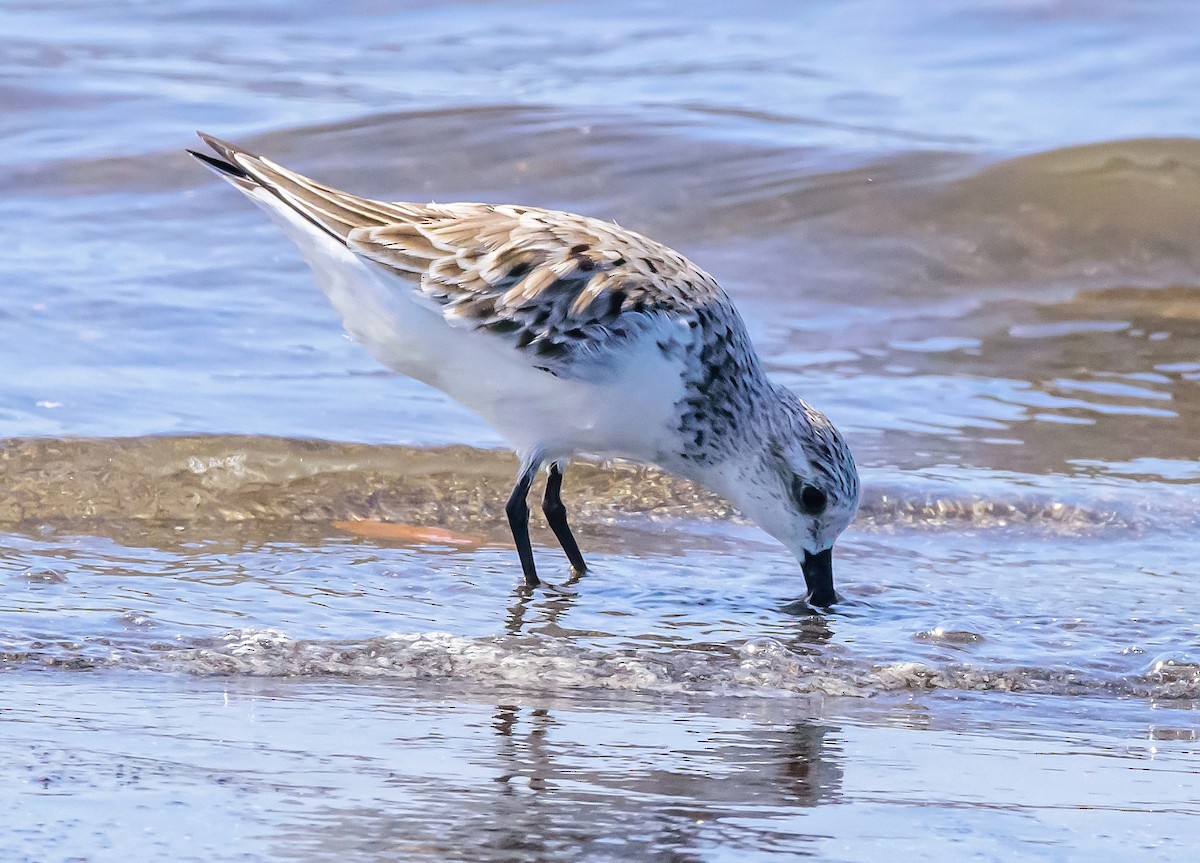 Sanderling - ML323246331