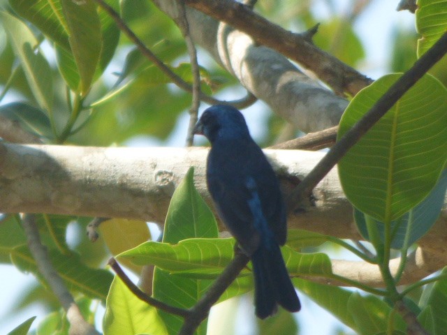 Indigo Bunting - ML323247161