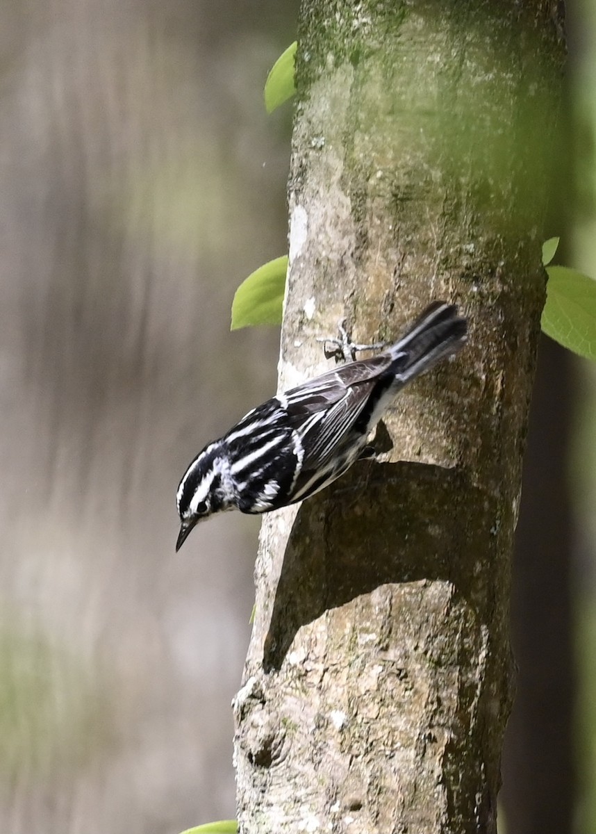 Black-and-white Warbler - ML323247211