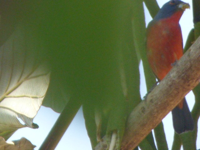 Painted Bunting - ML323247241