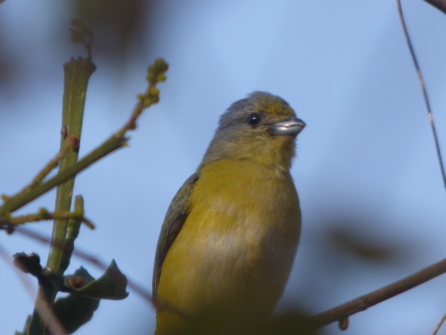 bird sp. - ML323247451