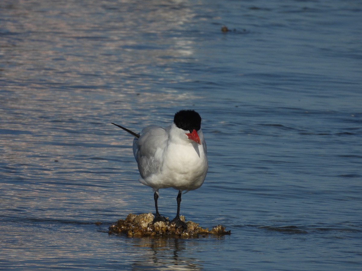 Caspian Tern - John  Paalvast