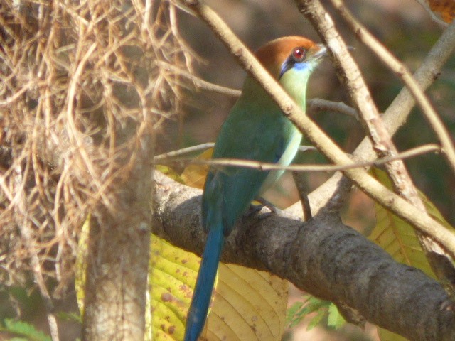 Braunscheitelmotmot - ML323248351