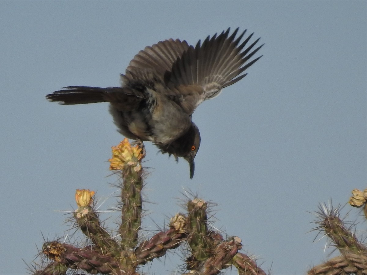Curve-billed Thrasher - ML323250091