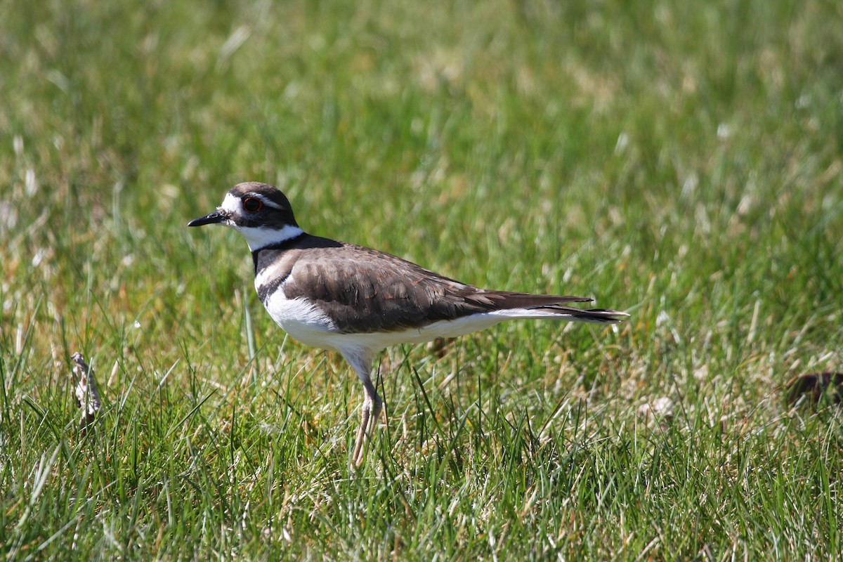 Killdeer - Terry Martin