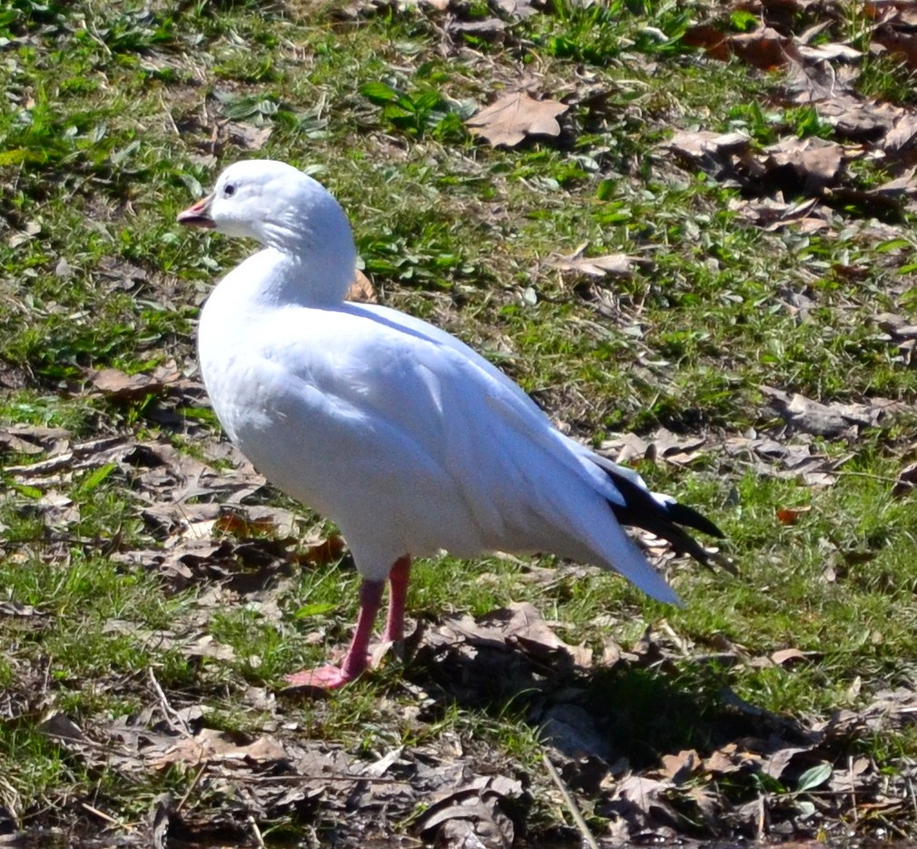 Ross's Goose - ML323251451