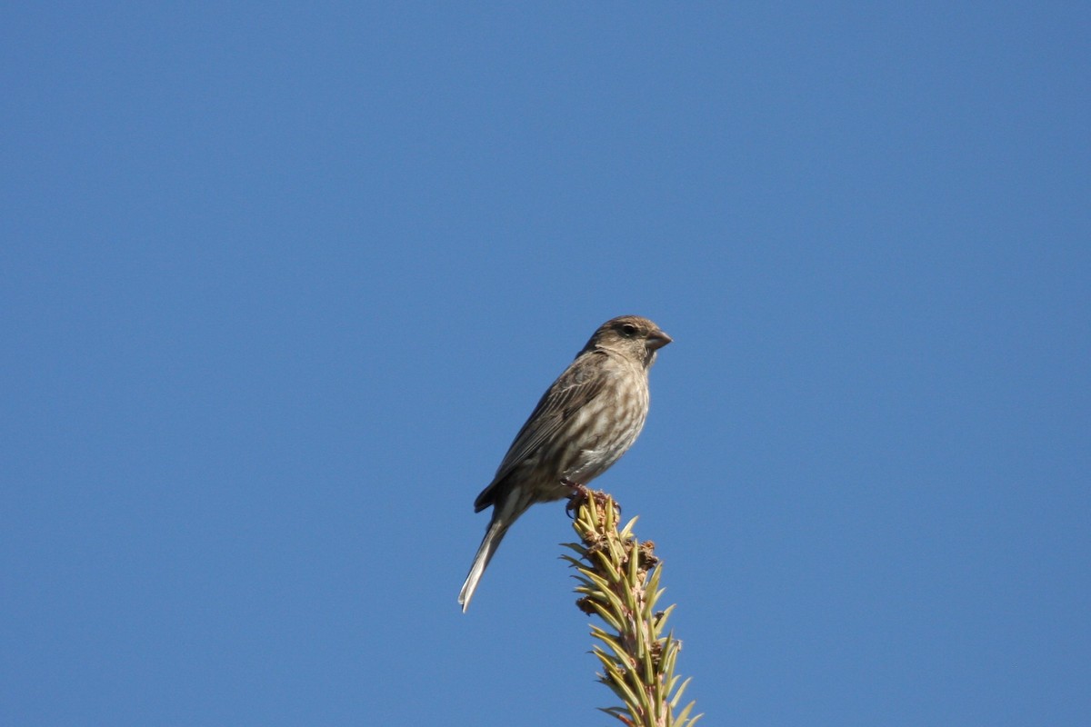 House Finch - ML323251671