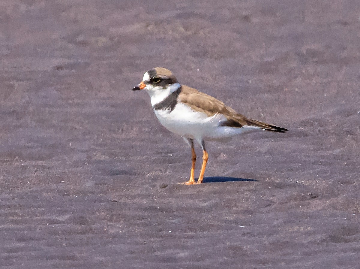 Semipalmated Plover - ML323251771