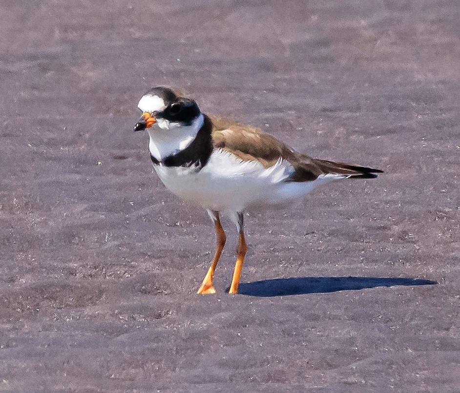 Semipalmated Plover - ML323251851