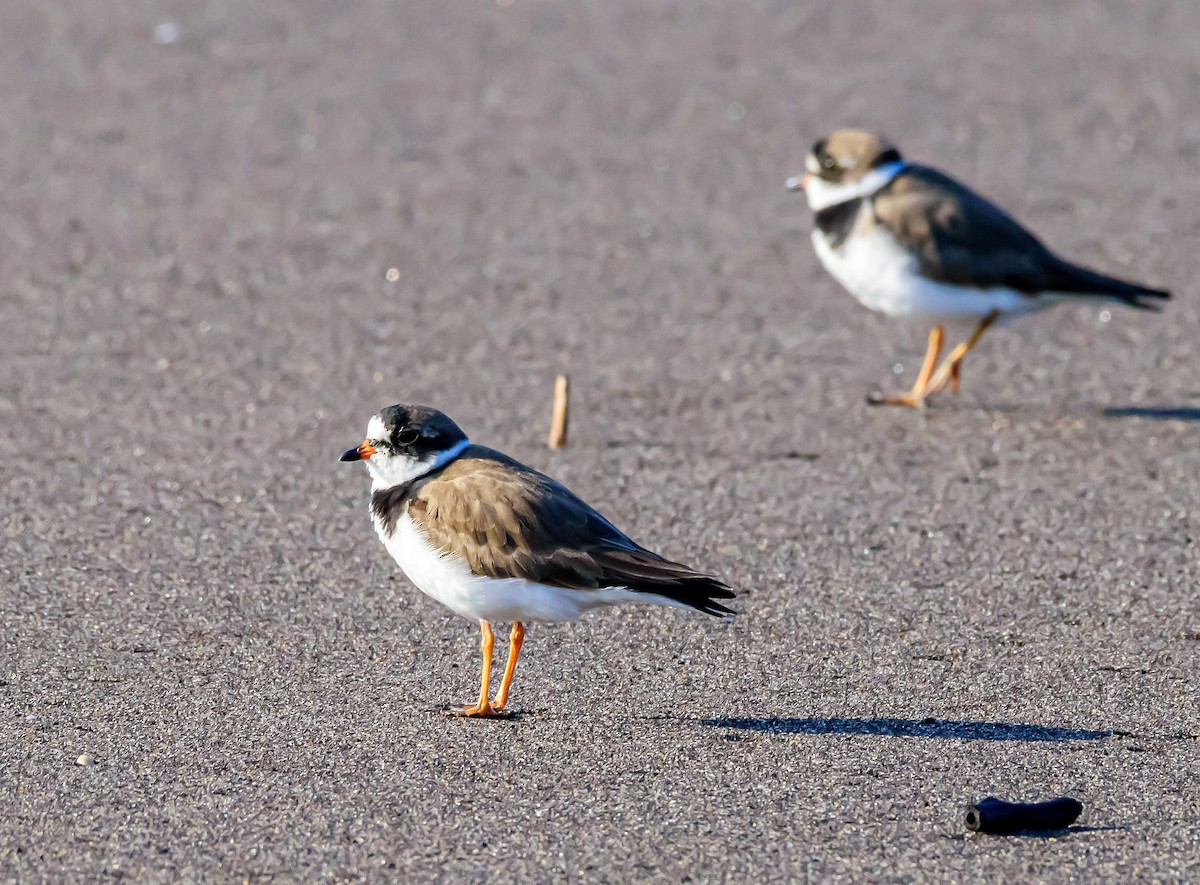 Semipalmated Plover - ML323251951