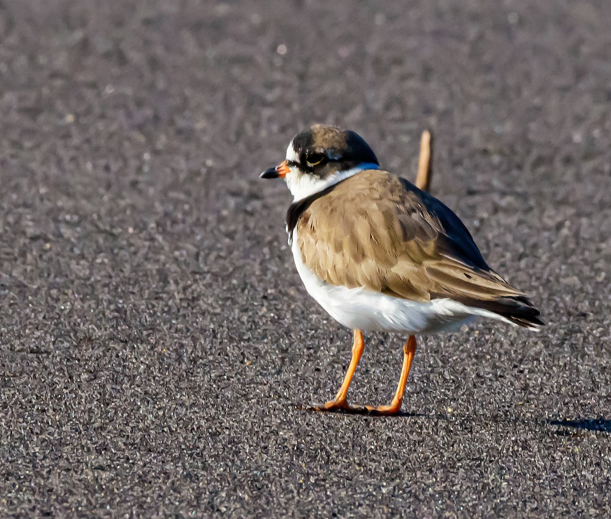 Semipalmated Plover - ML323251961