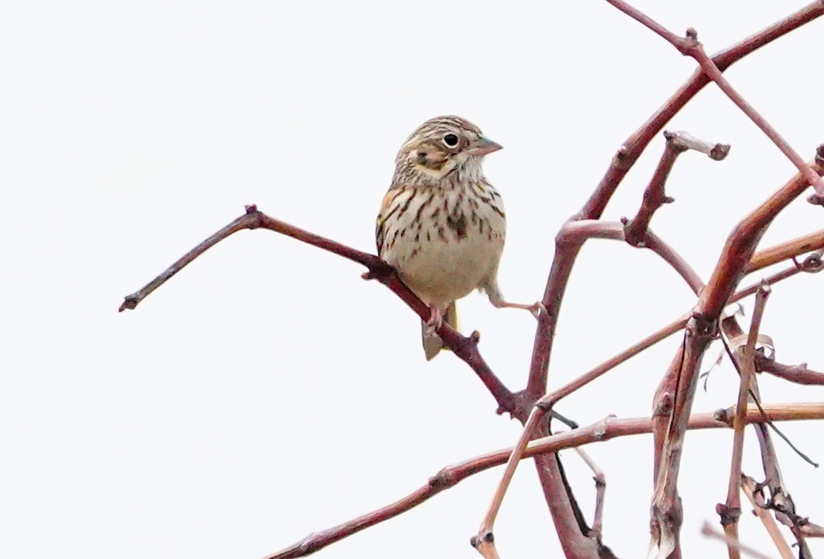 Vesper Sparrow - Gale VerHague