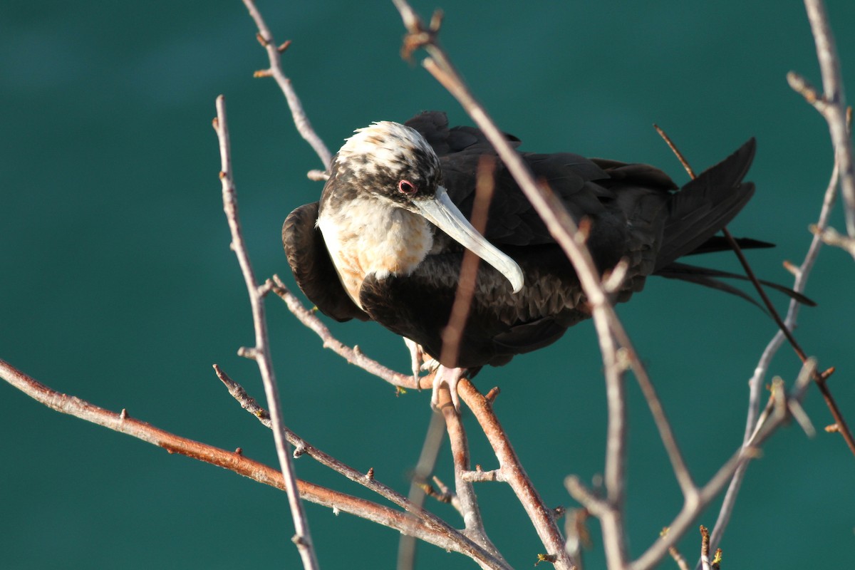 Great Frigatebird - David Weber