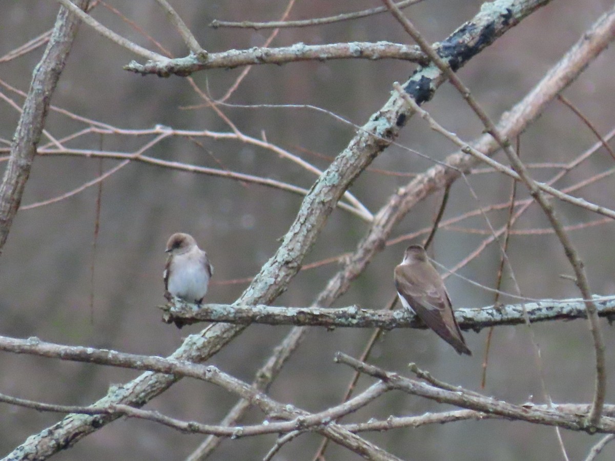 Northern Rough-winged Swallow - Stephanie  Swanzey