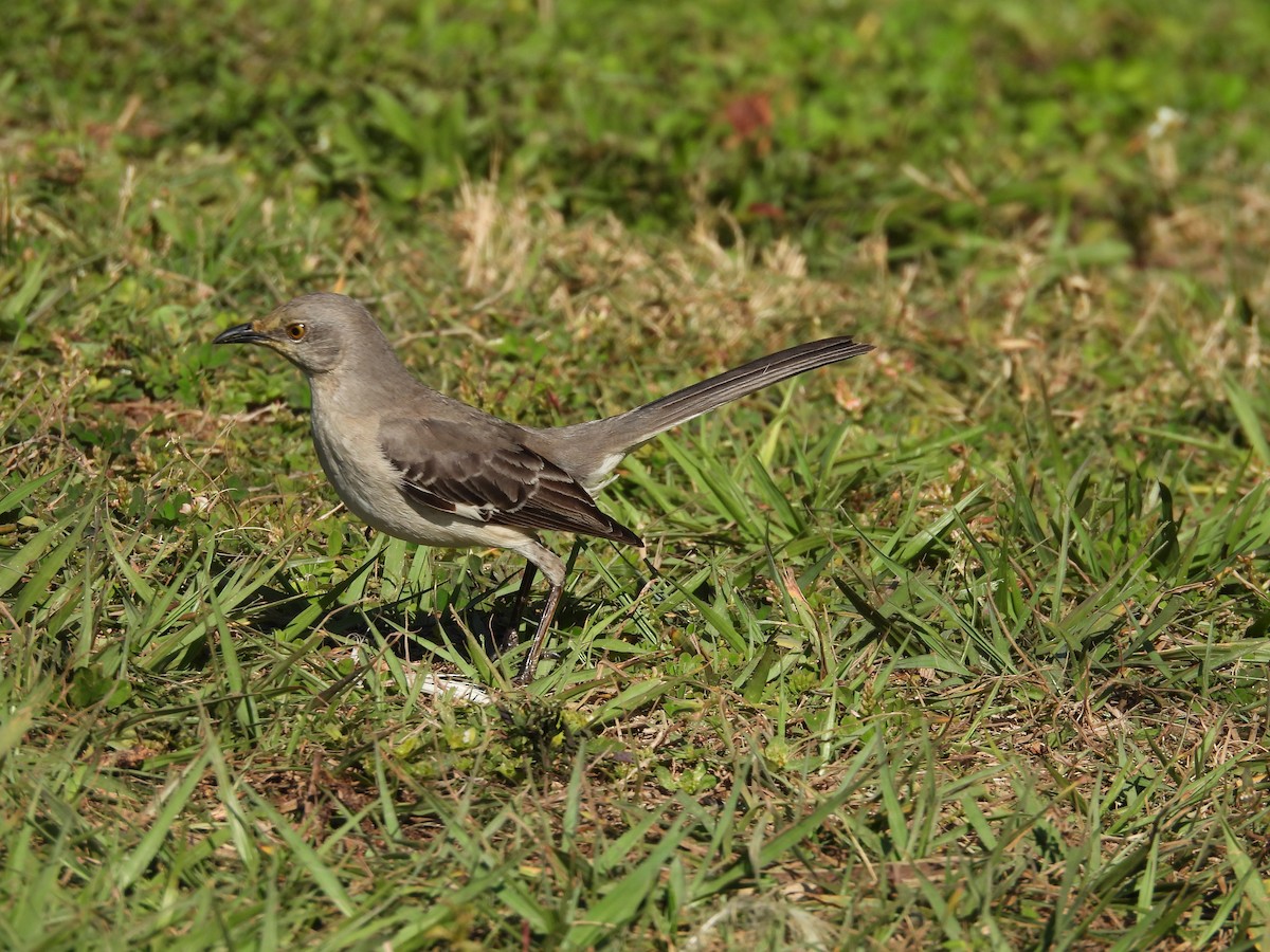 Northern Mockingbird - ML323254421