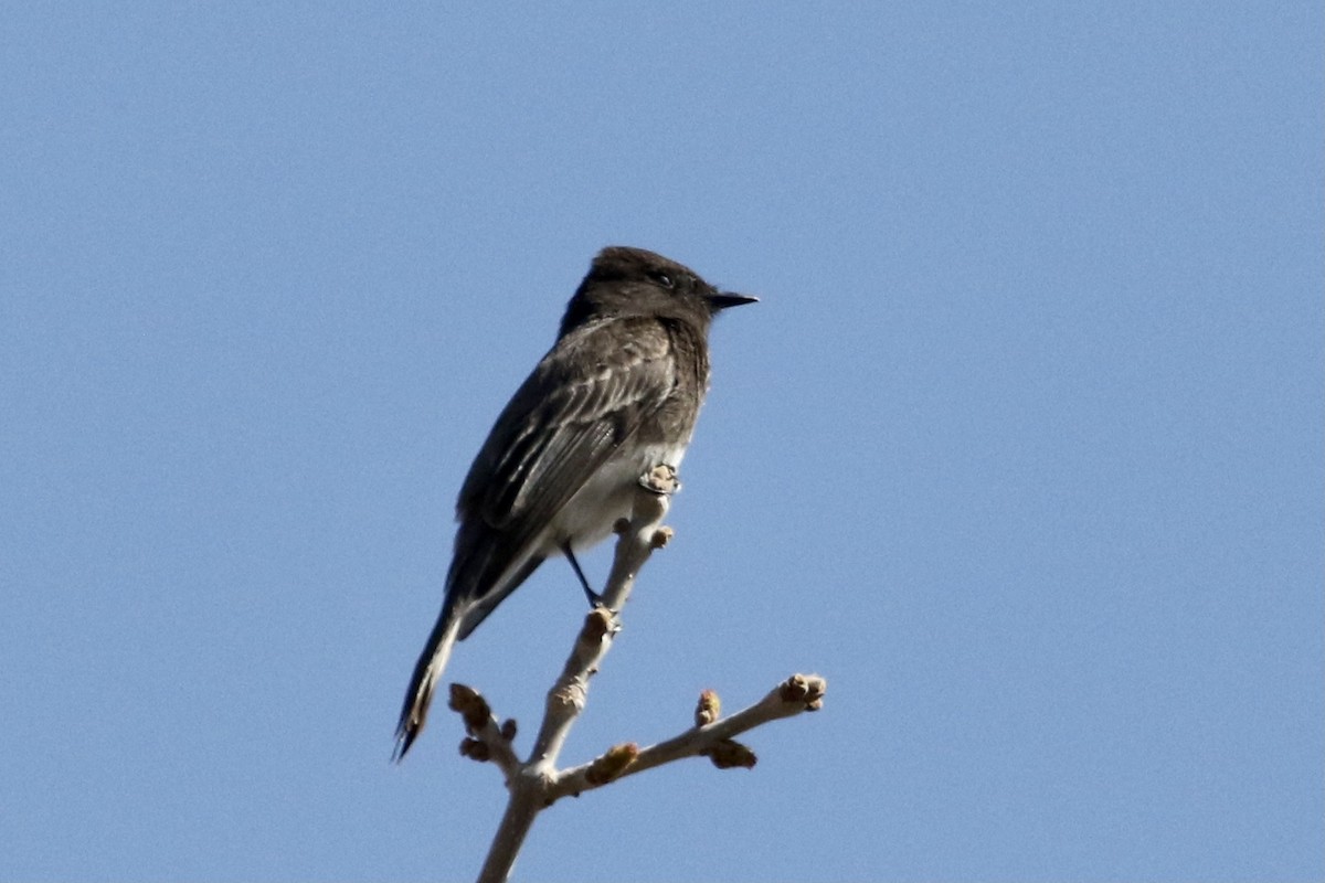 Black Phoebe - ML323254861
