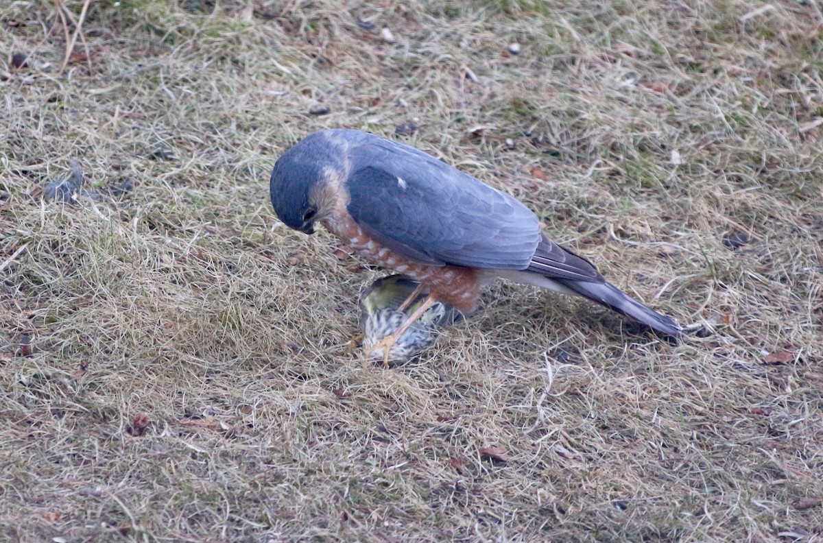 Sharp-shinned Hawk (Northern) - ML323256051