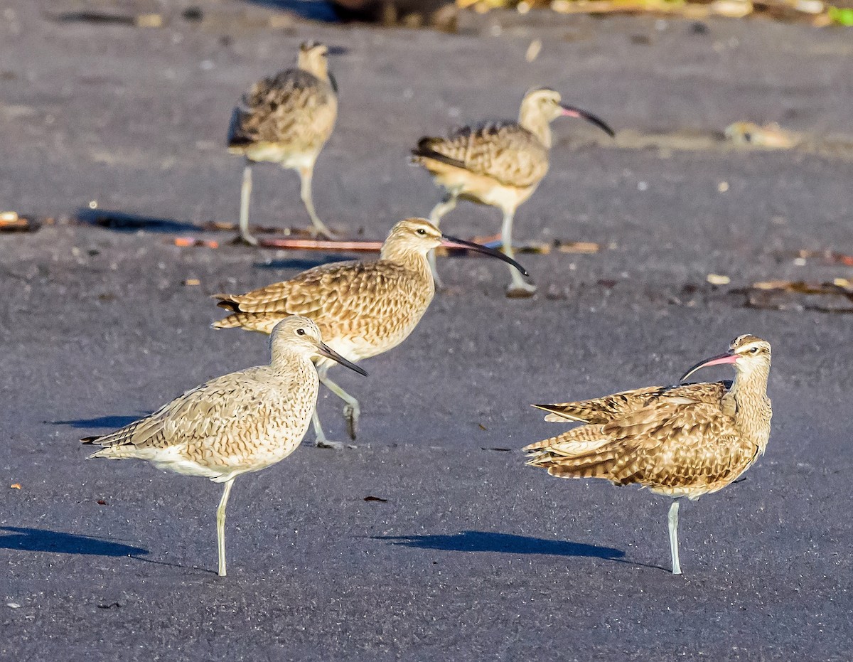 Whimbrel - Anonymous