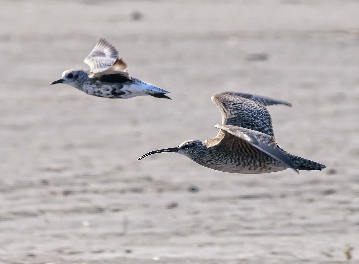 Whimbrel - Anonymous