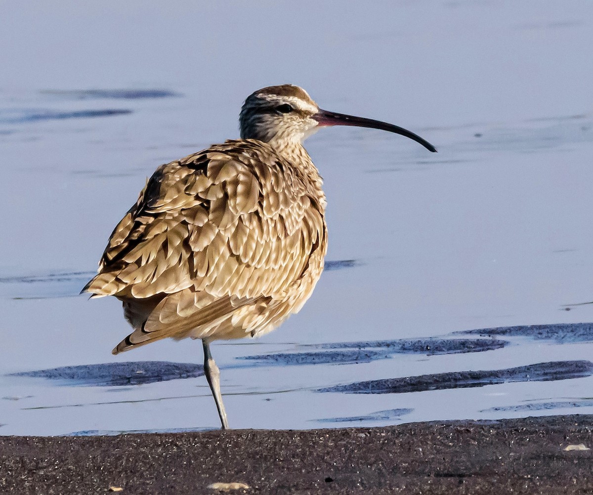 Whimbrel - ML323258551