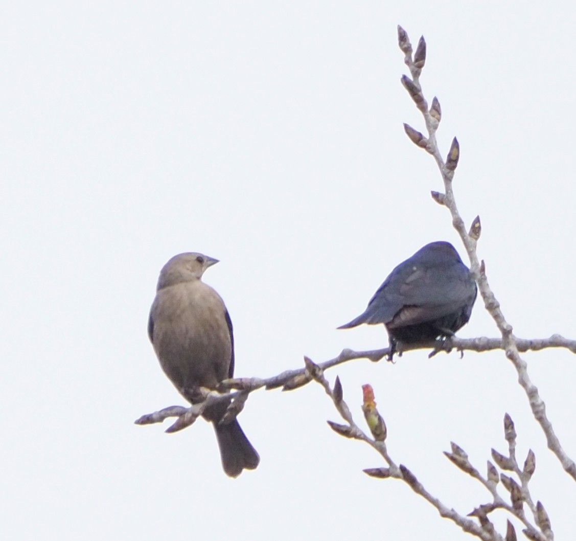 Brown-headed Cowbird - Ann Baldwin