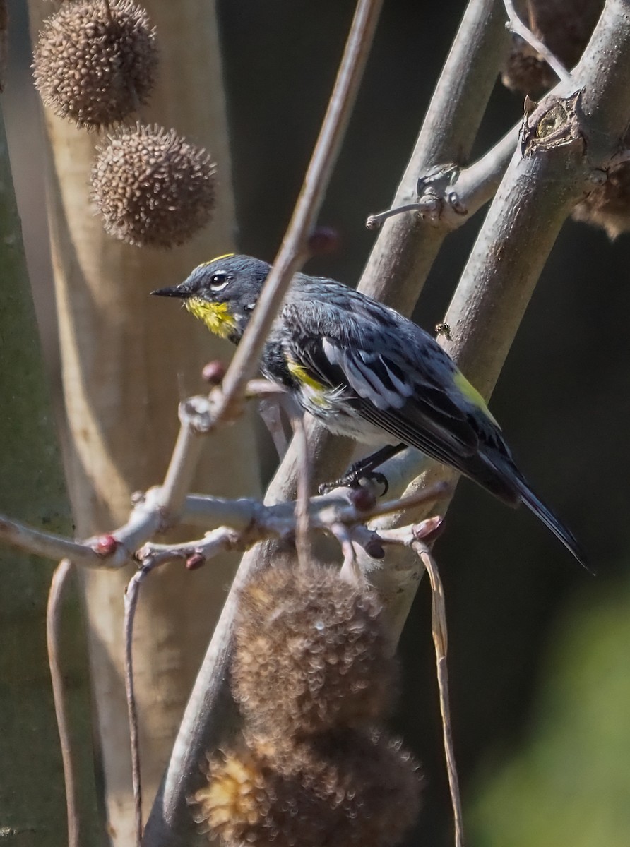 Yellow-rumped Warbler - ML323258741