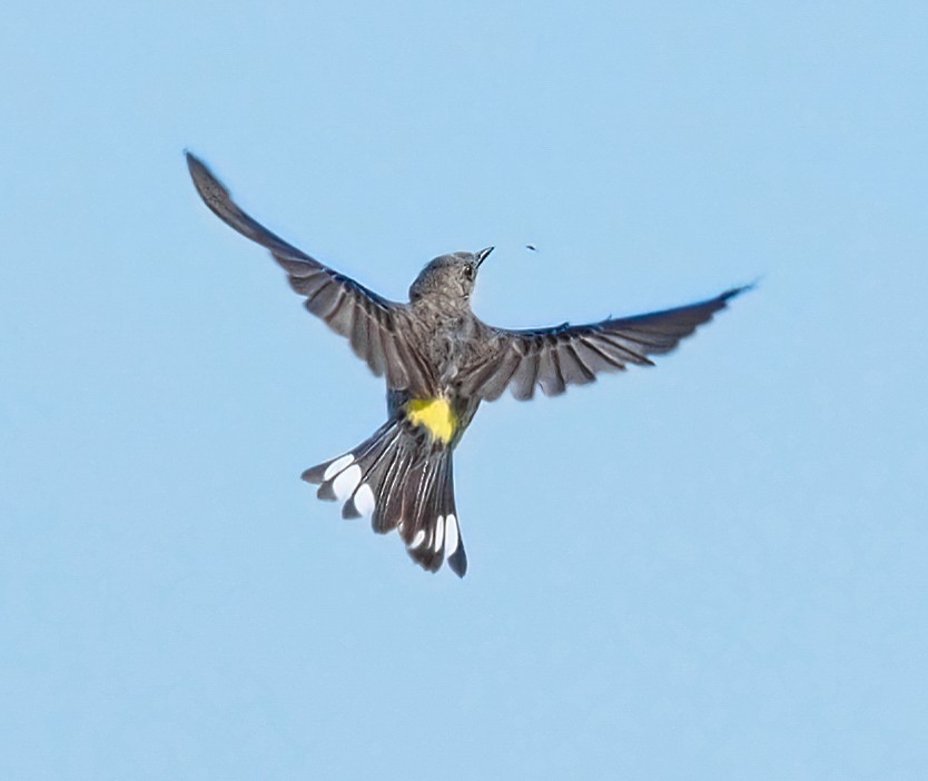 Yellow-rumped Warbler - ML323258761