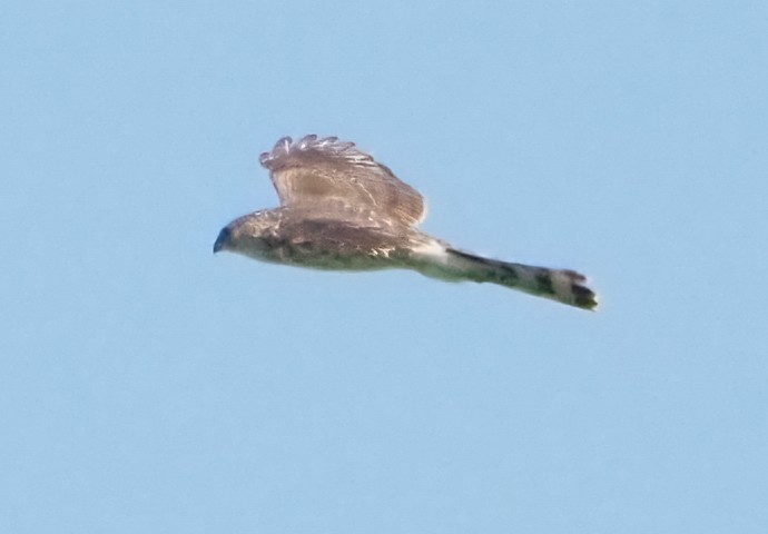 Cooper's Hawk - ML323259031