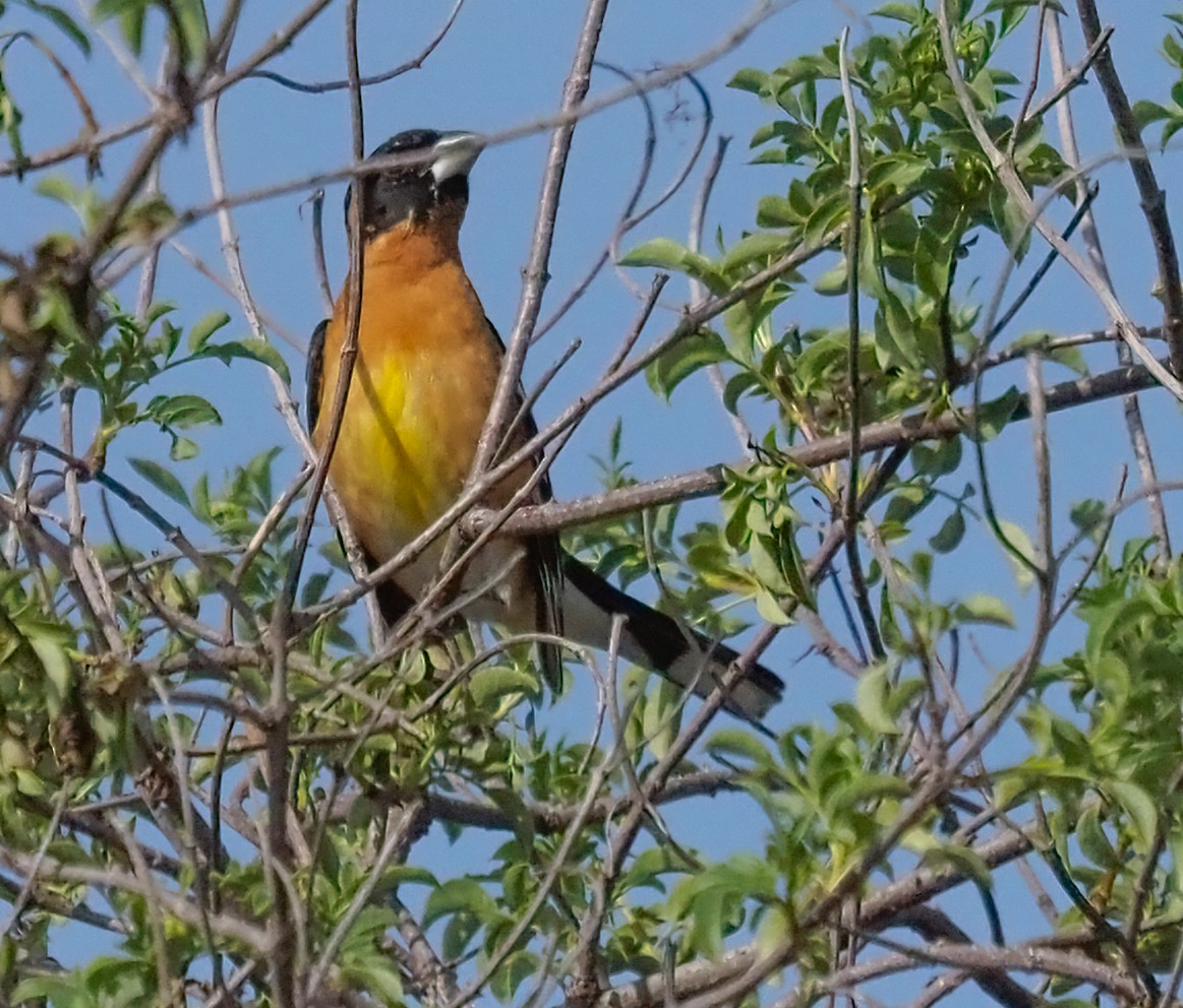 Cardinal à tête noire - ML323259281